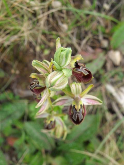 Ophrys exaltata